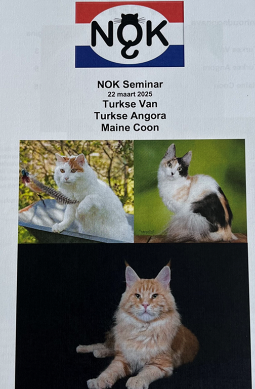 Turk_Angora_Maine_Coon.png